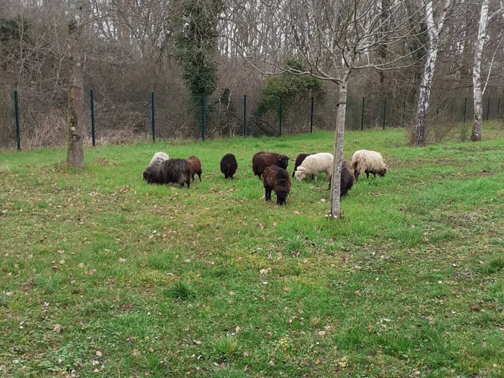 ecopaturage sdis