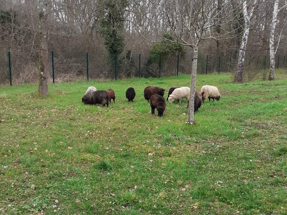 ecopaturage sdis