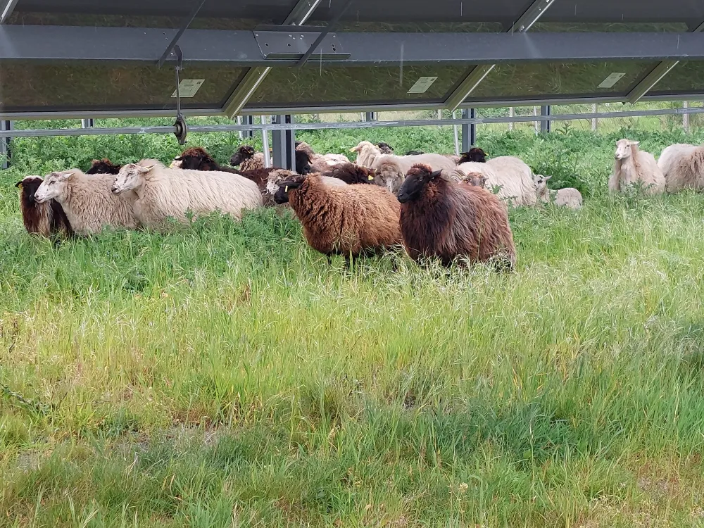 mouton landais