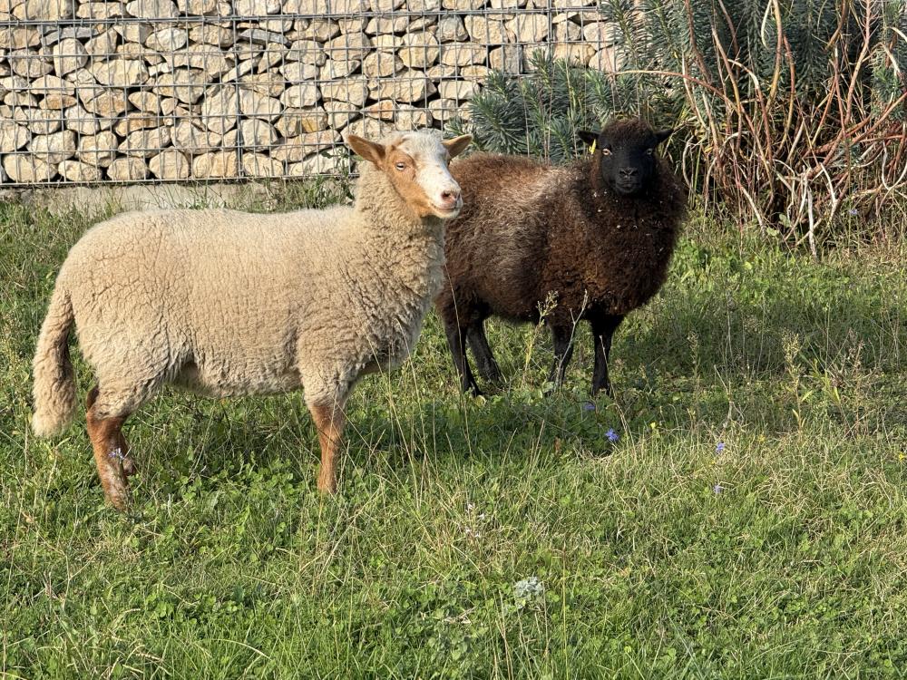 colas ecopaturage ecomouton