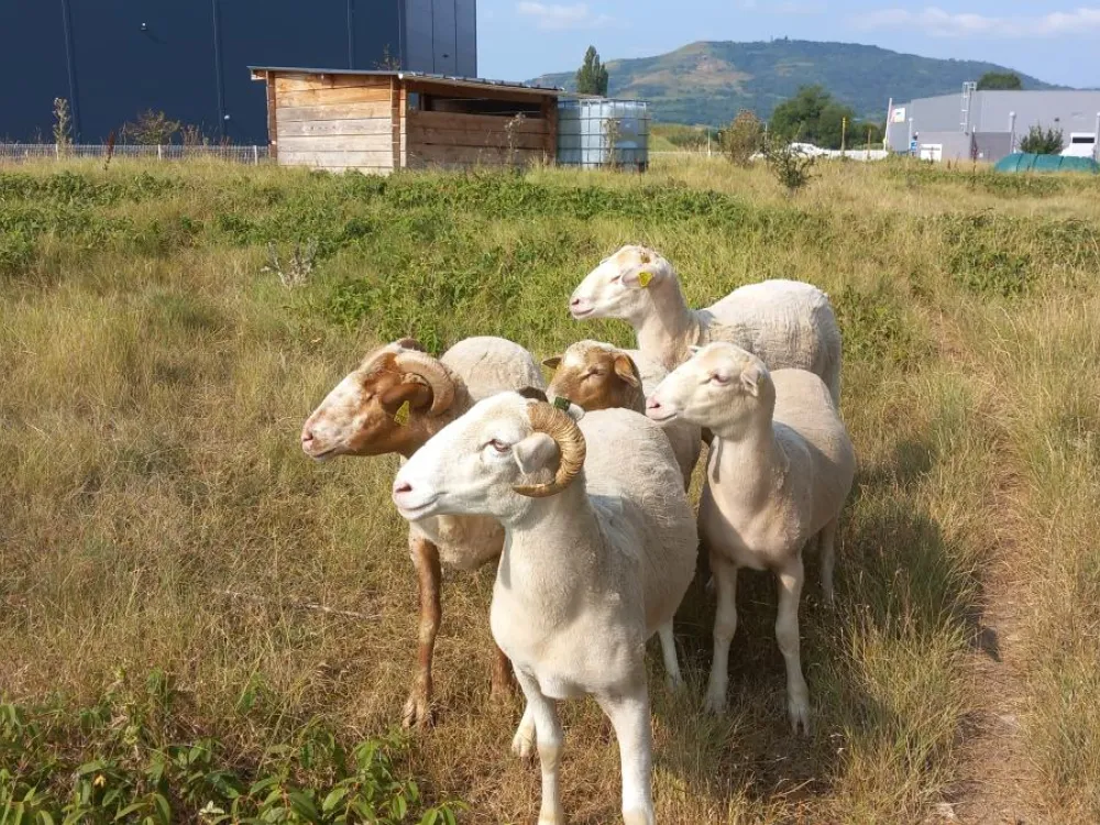 ecopaturage auchan ecomouton