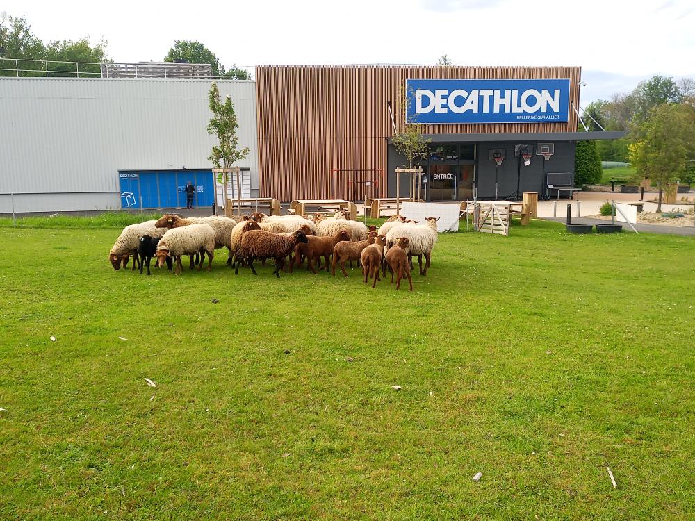 decathlon ecopaturage ecomouton