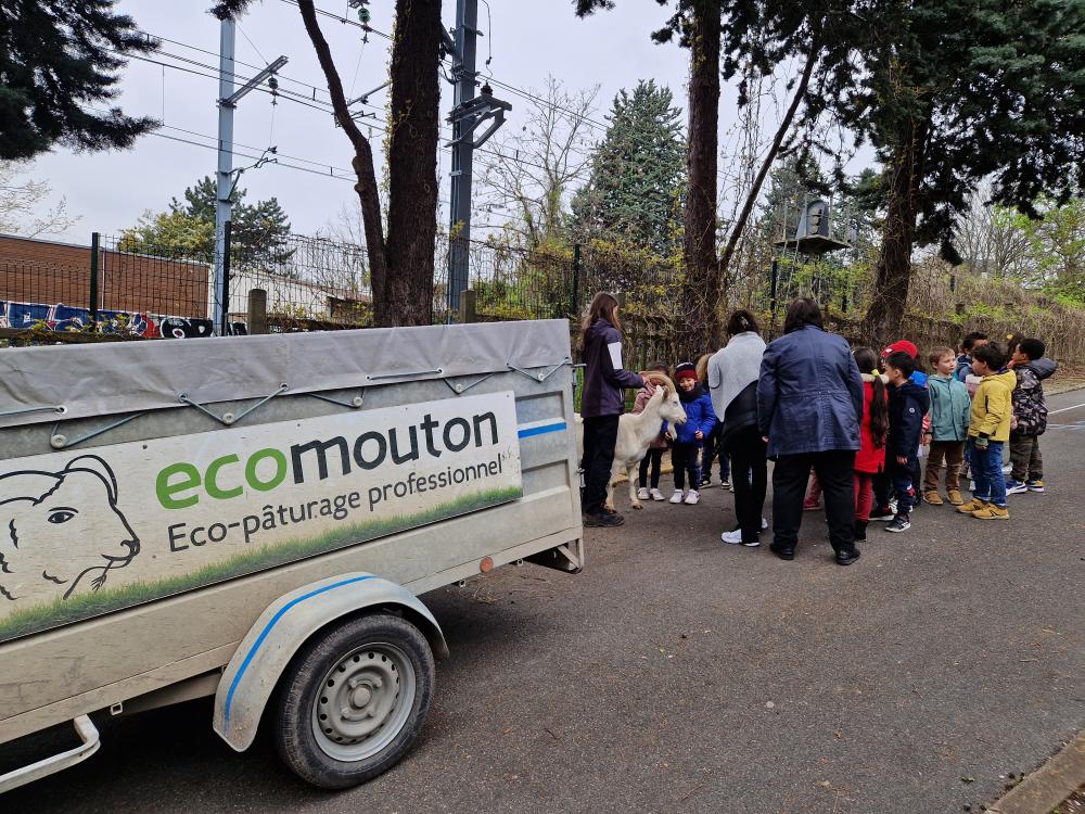 ecomouton-eco-paturage