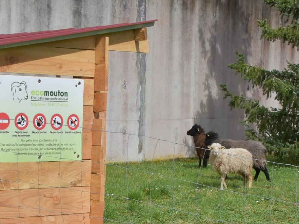 ecomouton-eco-paturage