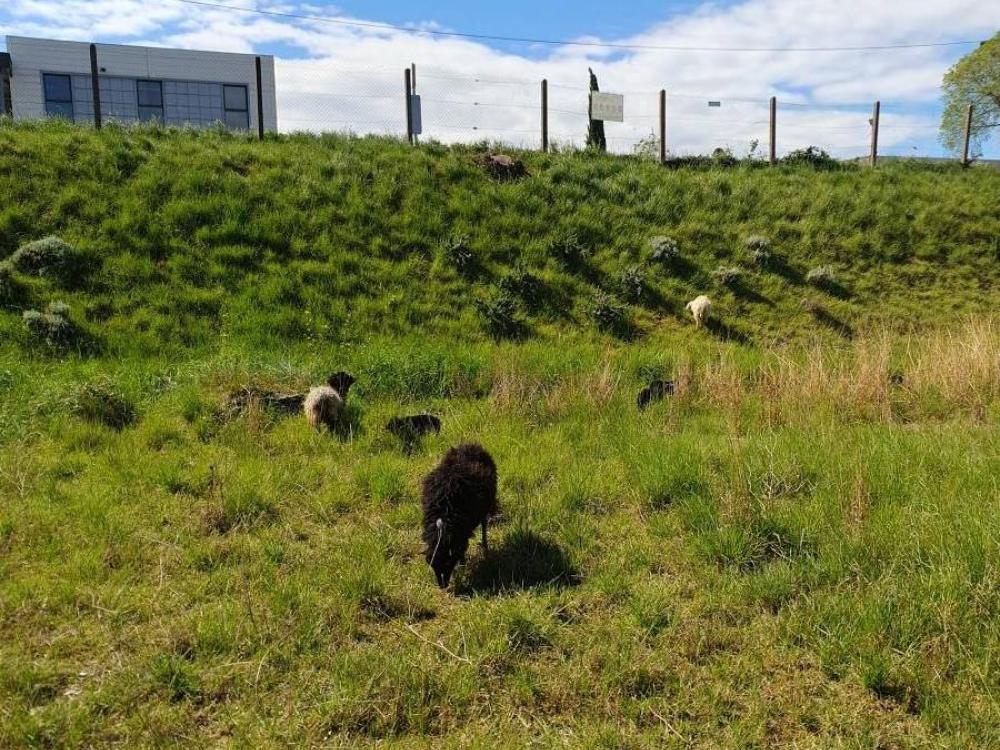 ecopaturage schneider ecomouton