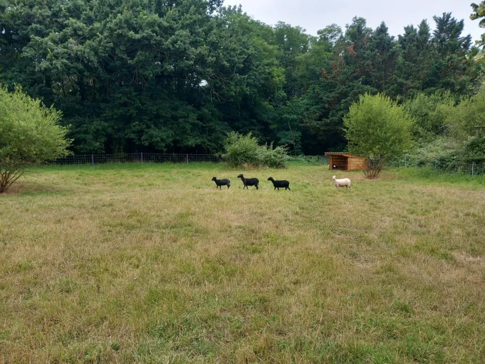 ecopaturage st orens toulouse