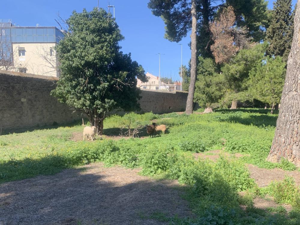 ecopaturage chu béziers
