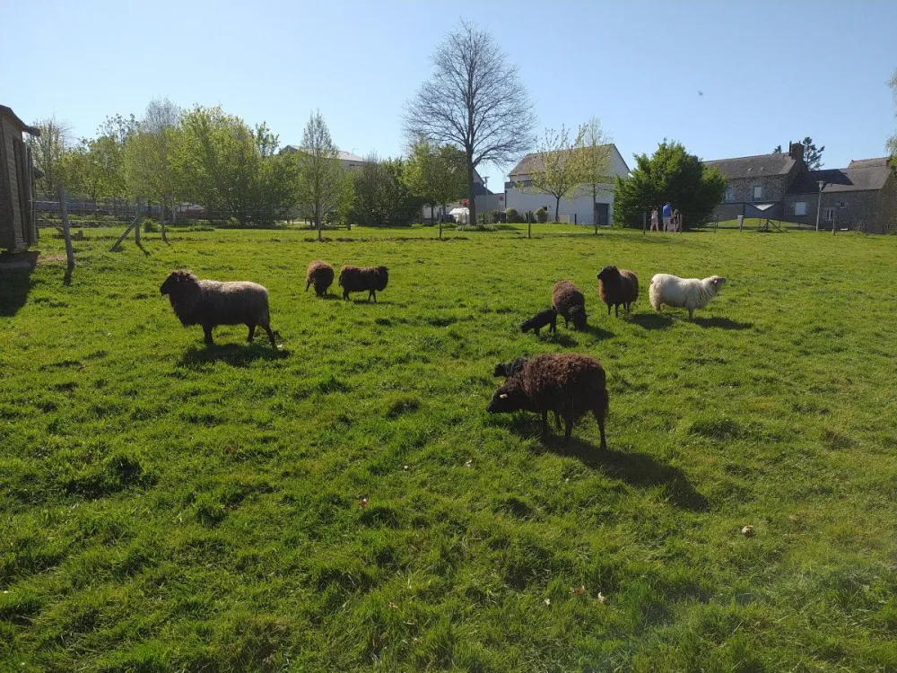 ecopaturage javené ecomouton