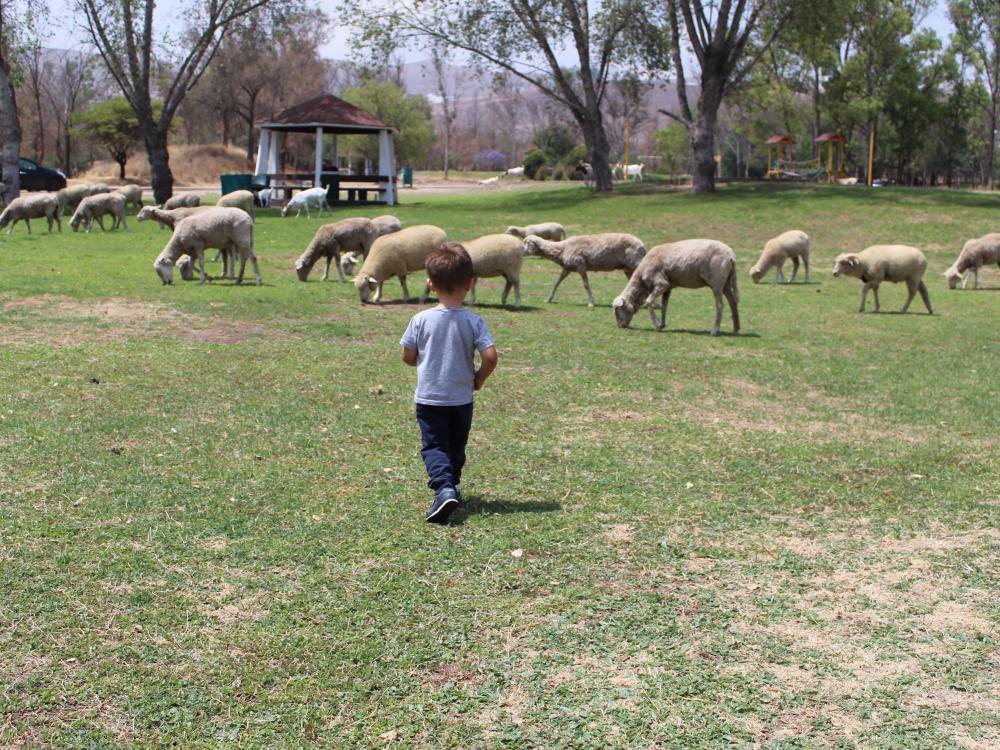 moutons-enfant