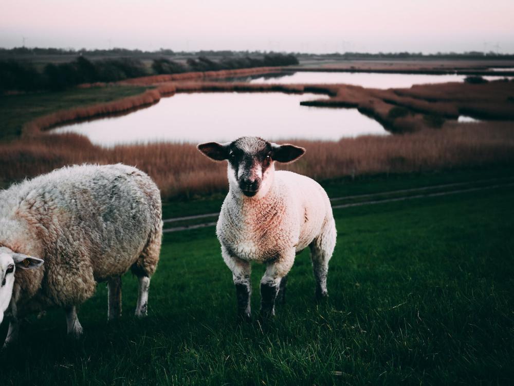 moutons éco-pâturage