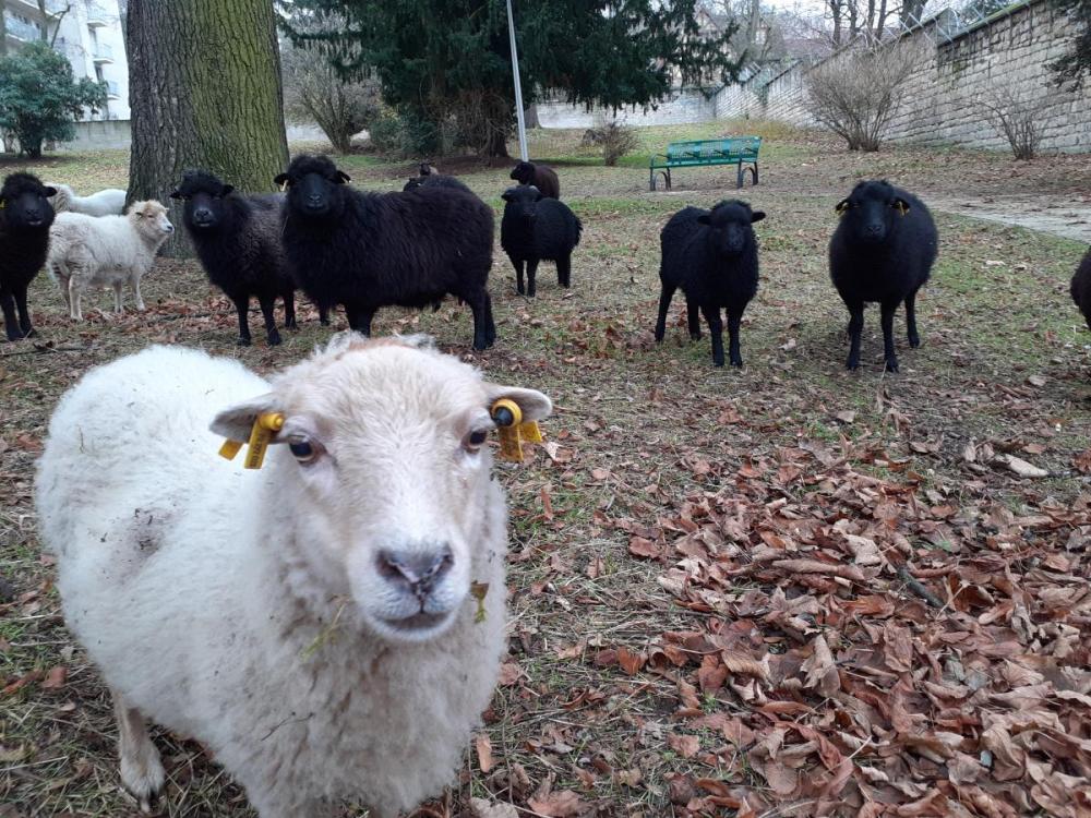 moutons écopaturage