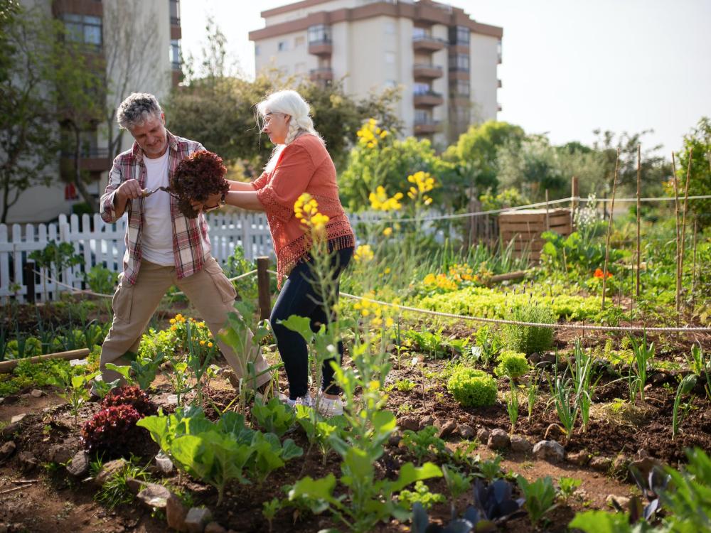 agriculture urbaine