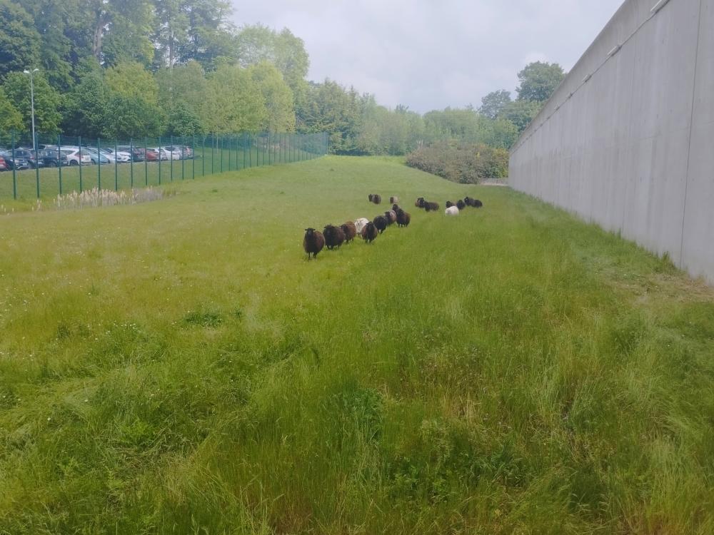 prison rennes ecopaturage