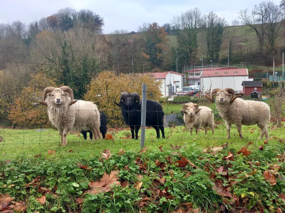 ecopaturage normandie