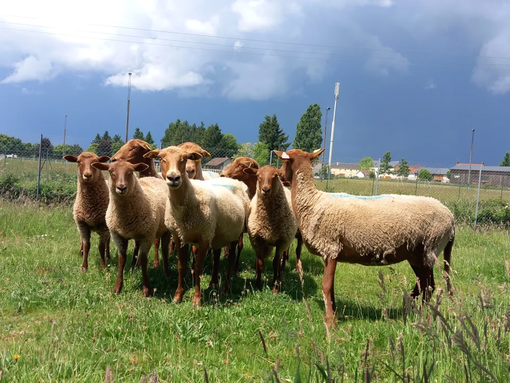 ecopaturage auvergne rhone alpes