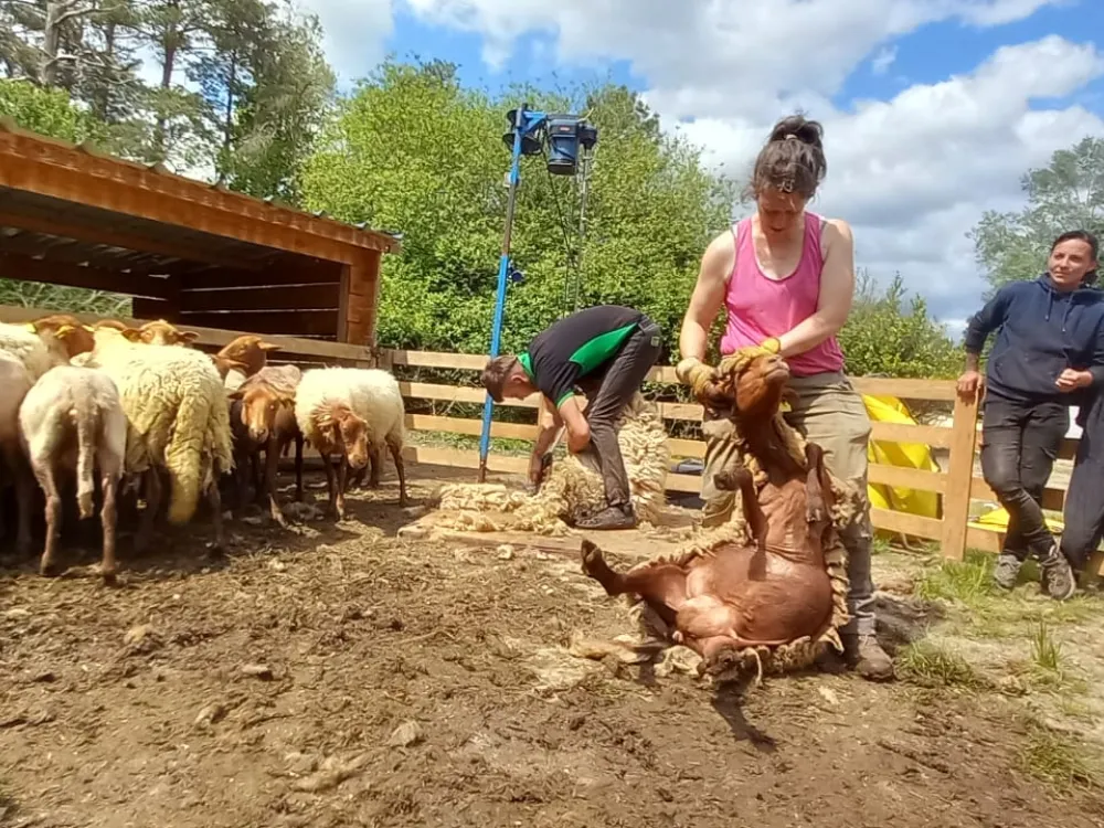 tonte-mouton-laine