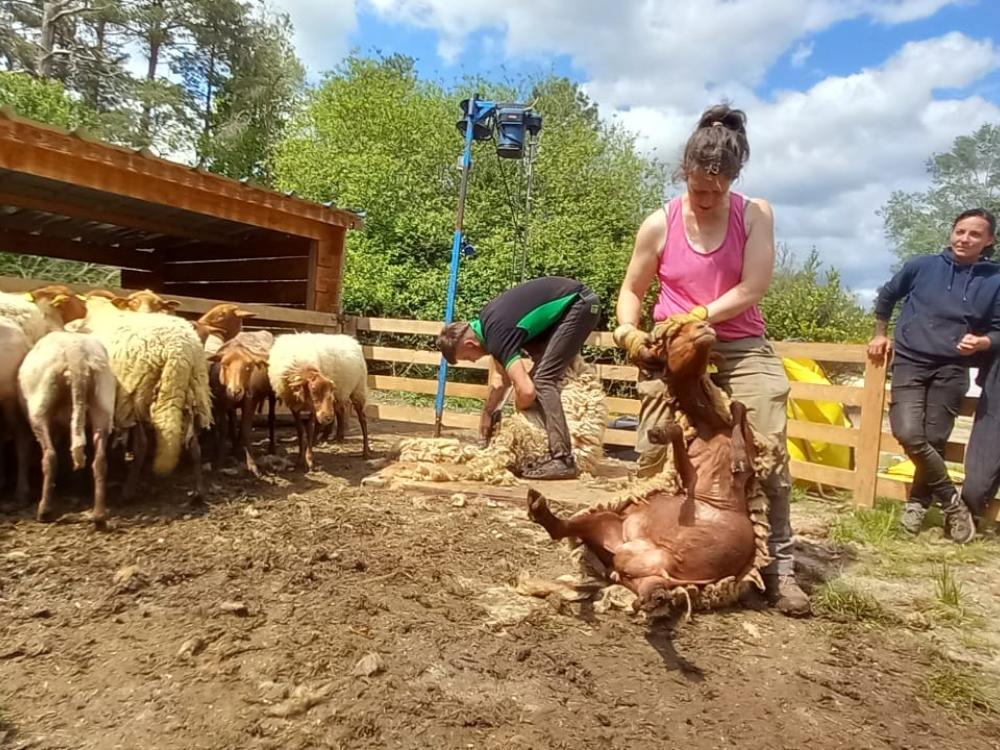 tonte-mouton-laine