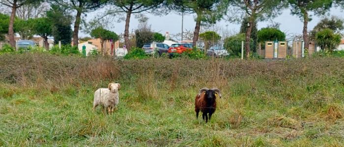 ile d'oleron ecopaturage