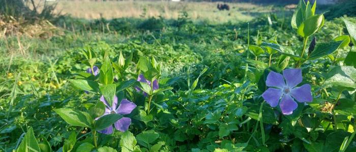 ecomouton ecopaysage ecopaturage