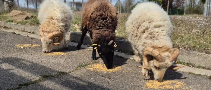 moutons