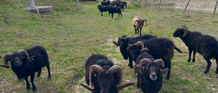 Centre-Val de Loire ecopâturage