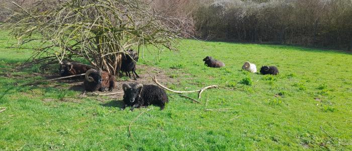 ecopaturage ecomouton