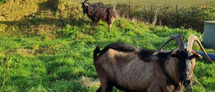 ecoaturage pays de la loire