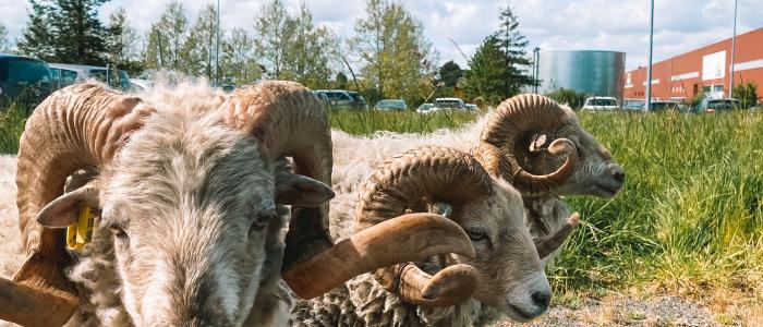 ecopaturage herbivores