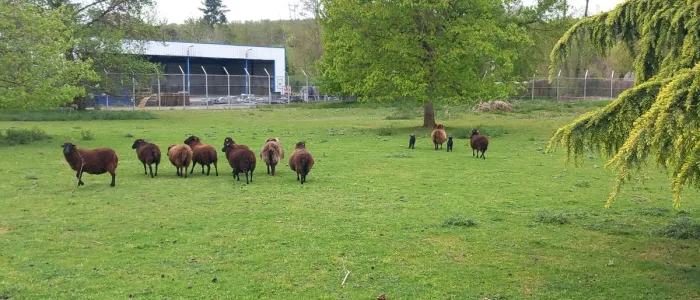moutons en ecopaturage à Montluçon- Allier