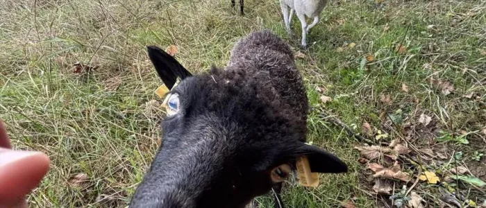 ecopaturage saison ecomouton