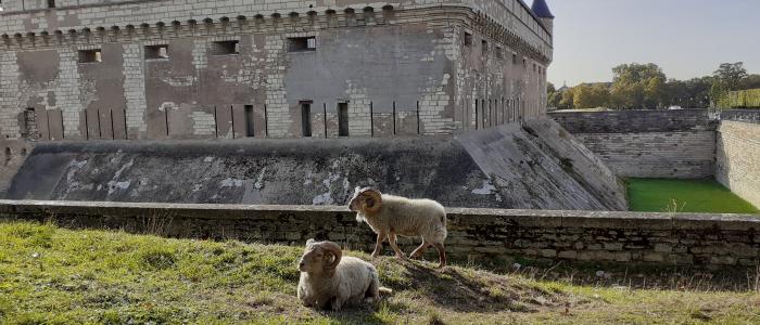 château de vincennes ecopaturage