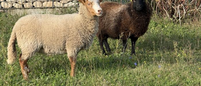 paca