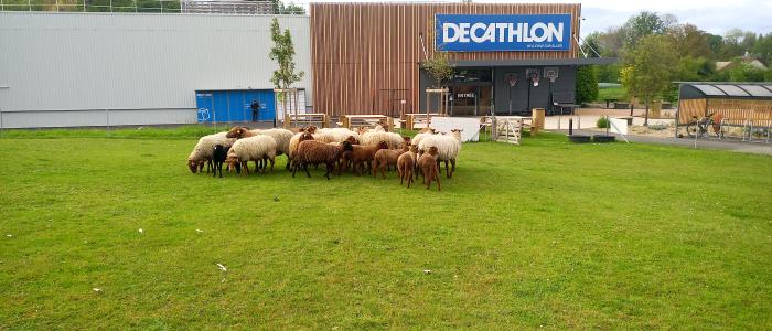 decathlon ecopaturage ecomouton