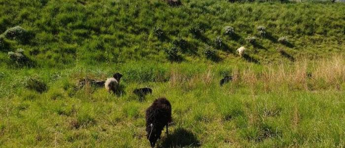 ecopaturage schneider ecomouton