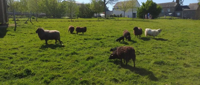 ecopaturage javené ecomouton