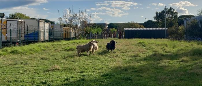 ecopaturage toulouse