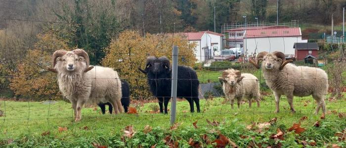 ecopaturage normandie