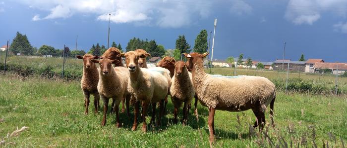 ecopaturage auvergne rhone alpes