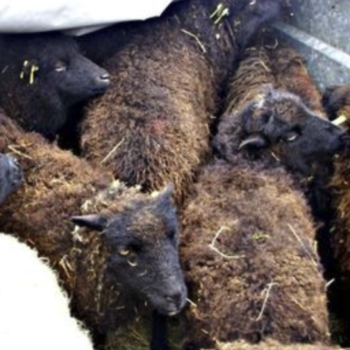 Des moutons d'Ouessant à l'hôpital de Bernay (27)