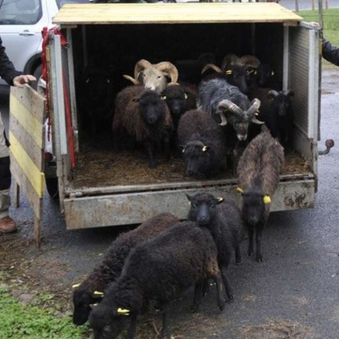 La Ville de Meaux compte 29 habitants supplémentaires : des moutons d'Ouessant viennent de s'installer dans un enclos face à la Marne.