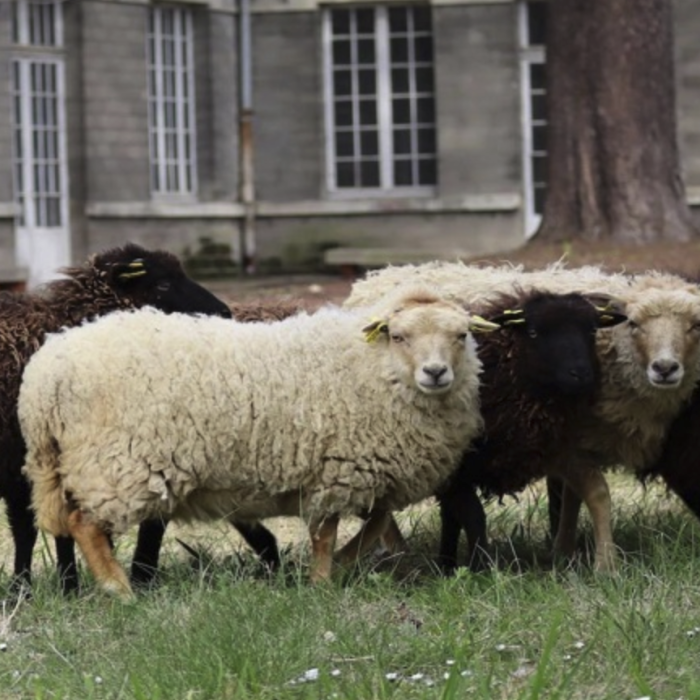 Cinq moutons d’Ouessant sont arrivés à Beaumont