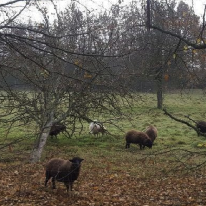 Seine-et-Marne. Des moutons en éco-pâturage au Châtelet-en-Brie