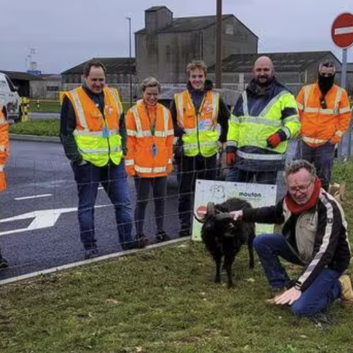 Près de Caen, des moutons d’Ouessant pâturent sur le site d’Amazon