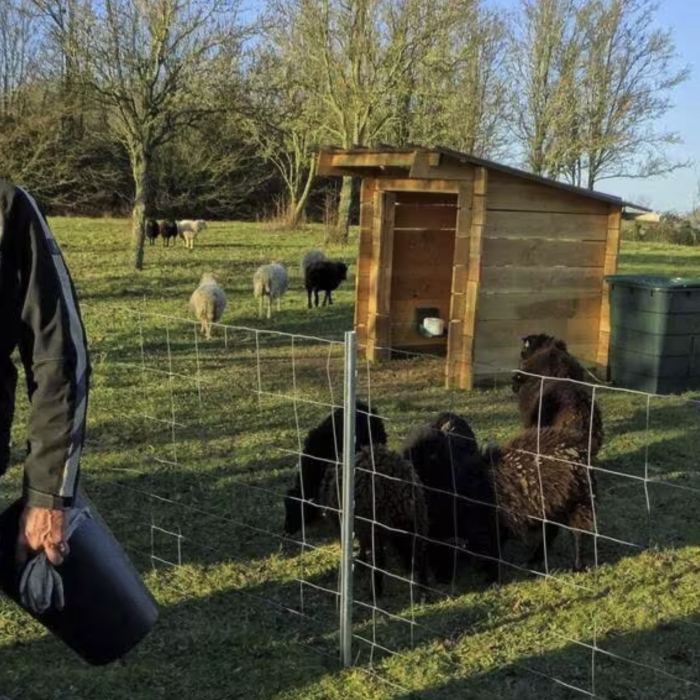 Chemillé-en-Anjou. Un écopâturage pour la médiation animale