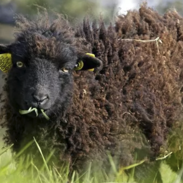 Des moutons dans un complexe immobilier de luxe à Lyon