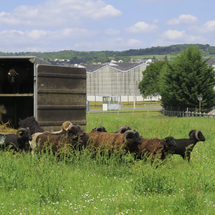 A Flins, Renault remplace ses tondeuses par des moutons