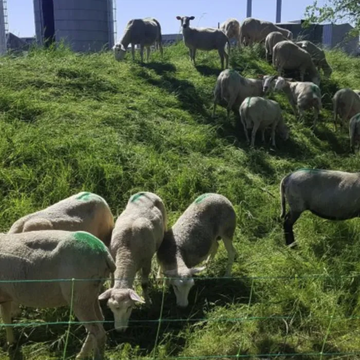 Quand les usines embauchent des moutons