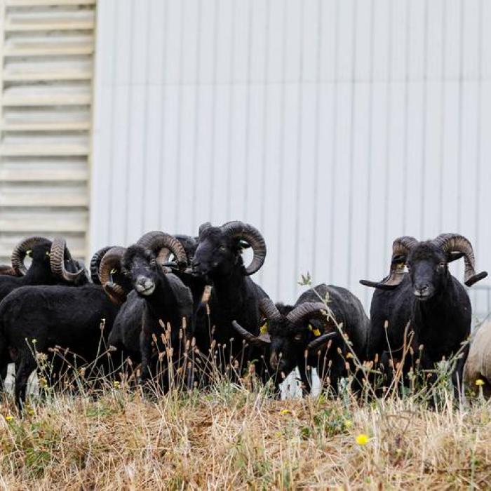 moutons-ouessant-ecopaturage