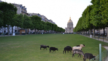 Installation de moutons devant les Invalides à Paris.