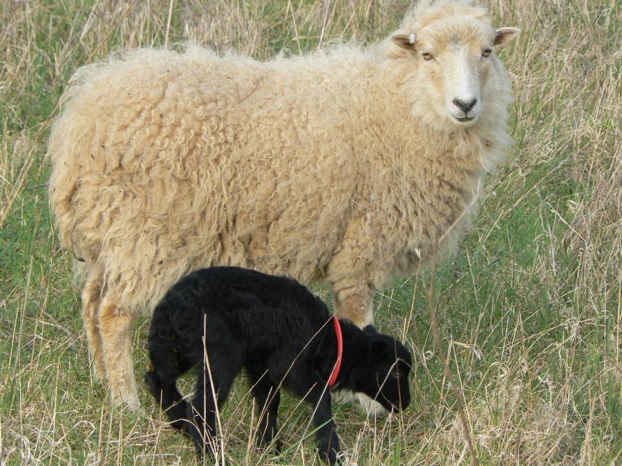 Mouton et brebis